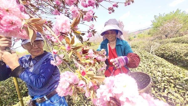 Floral season spurs economic renewal in Ningbo villages