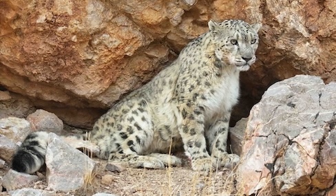 Rare snow leopard photographed in Xizang