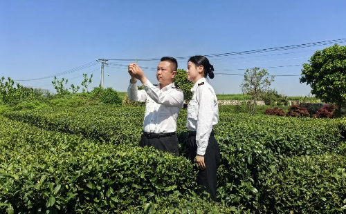 Zhejiang tea exports rise in Q1