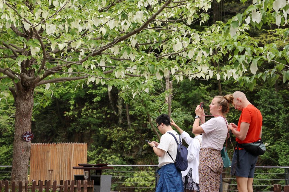 Dove trees bloom in Zhangjiajie's spring spectacle