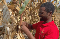 Knowledge seeds quadruple Malawi harvests at Sino-Africa tech backyard