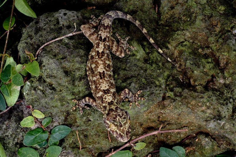 New gecko species discovered in South China
