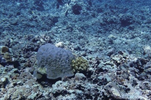 Survey report refutes false remarks on coral reefs