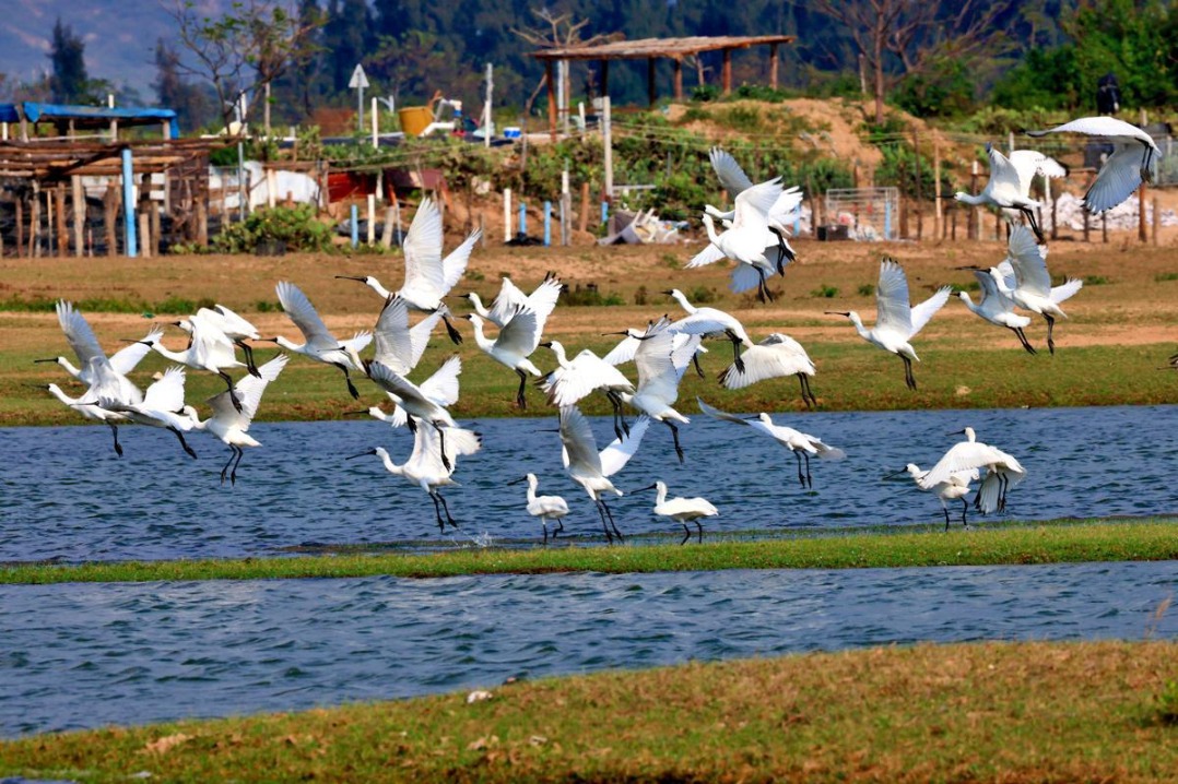 Hainan reserve quadruples endangered spoonbill population