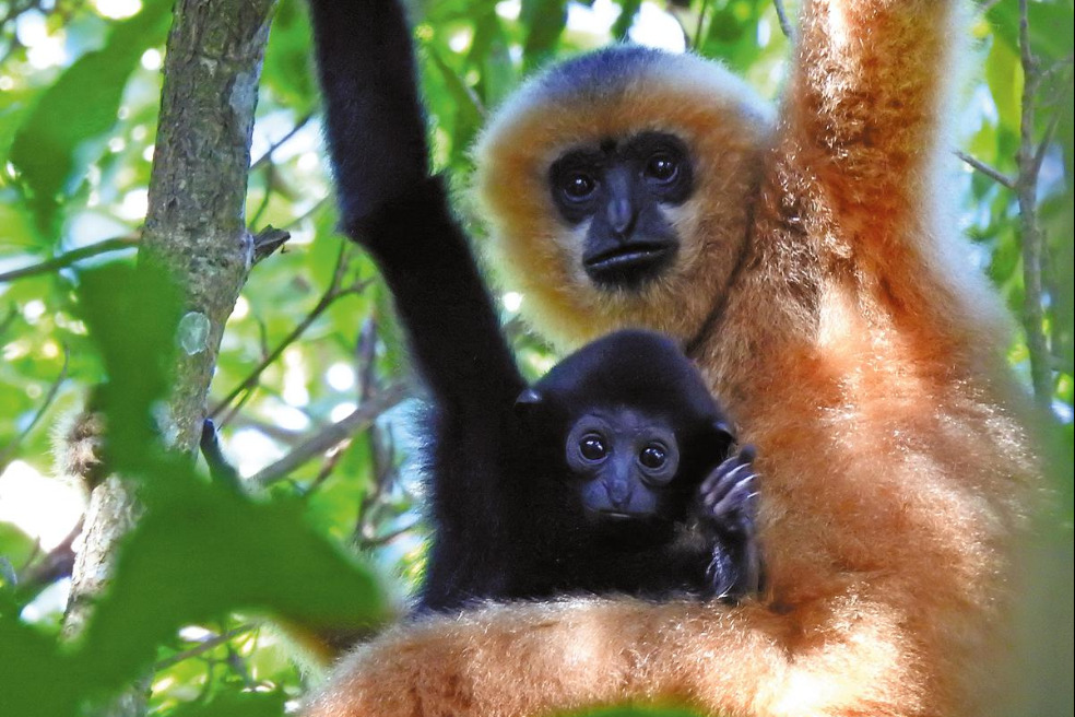Study aims to boost Hainan gibbon numbers