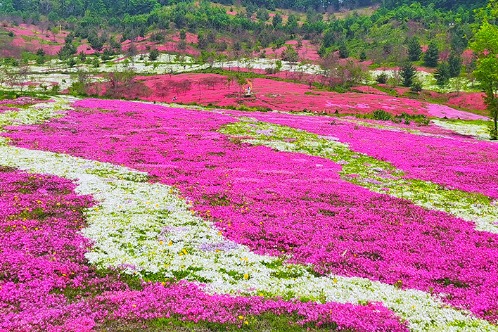 Moss phlox blooms in Jilin