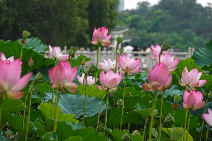 Lotus flowers in full bloom at Guangxi's park