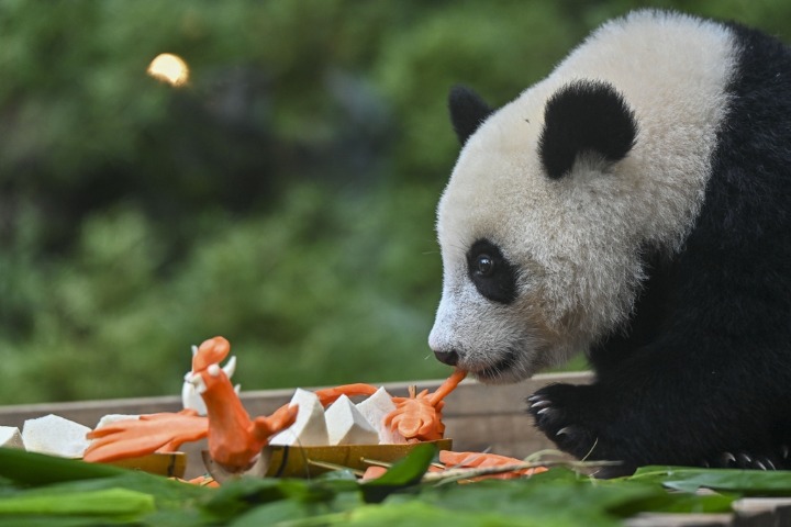 Giant pandas enjoy special Dragon Boat Festival feast in Guangzhou