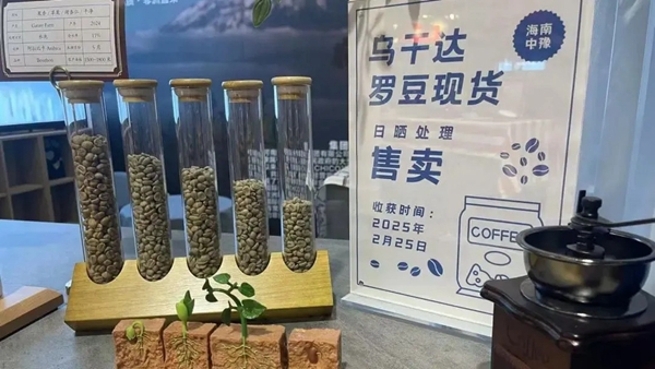 Hongqiao 365 opens new channel for China-Africa trade