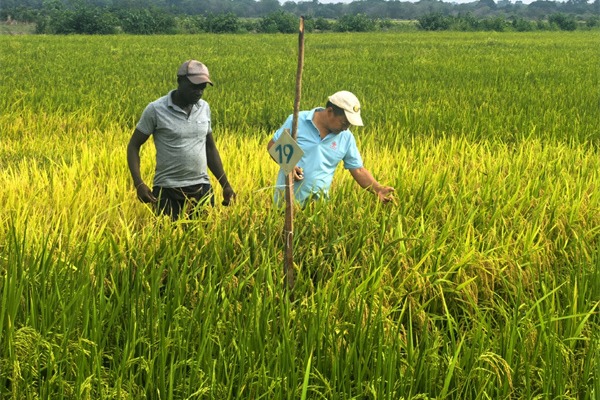 Chinese agricultural experts conduct rice cultivation training in Guinea-Bissau