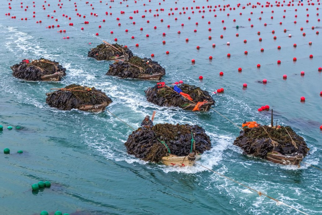 Ailun Bay yields bountiful harvest