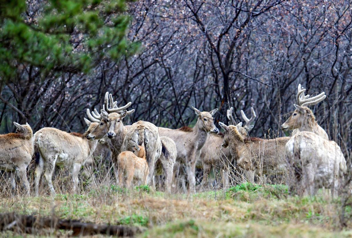 Twelve milu deer born in Inner Mongolia nature reserve