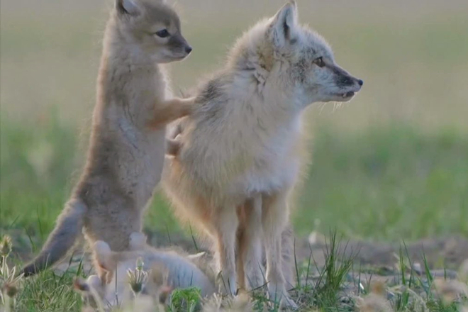 Sand fox cubs frolic on Hulunbuir Grassland