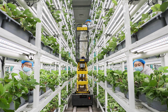 AI-powered plant factory from Binjiang goes global