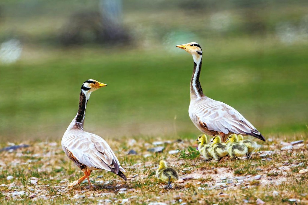 Bird race becomes learning opportunity