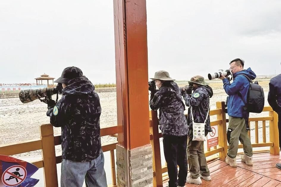 Bird-watchers flock to Qinghai Lake event