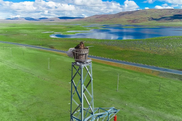 Artificial nests boost biodiversity of 'China's water tower'