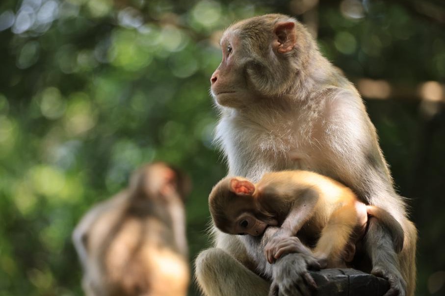 Zhangjiajie National Forest Park macaques delight summer visitors