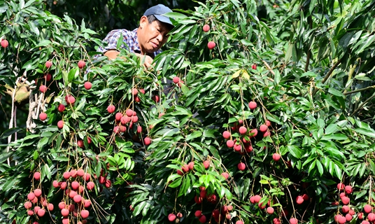 Fujian's lychee delight: A timeless legacy