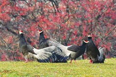 Shanxi expands and enhances wildlife habitats