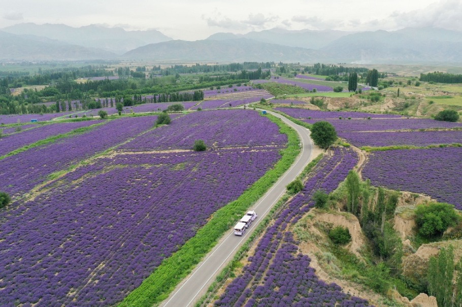 Lavender tourism festival promotes economic development in China's Xinjiang