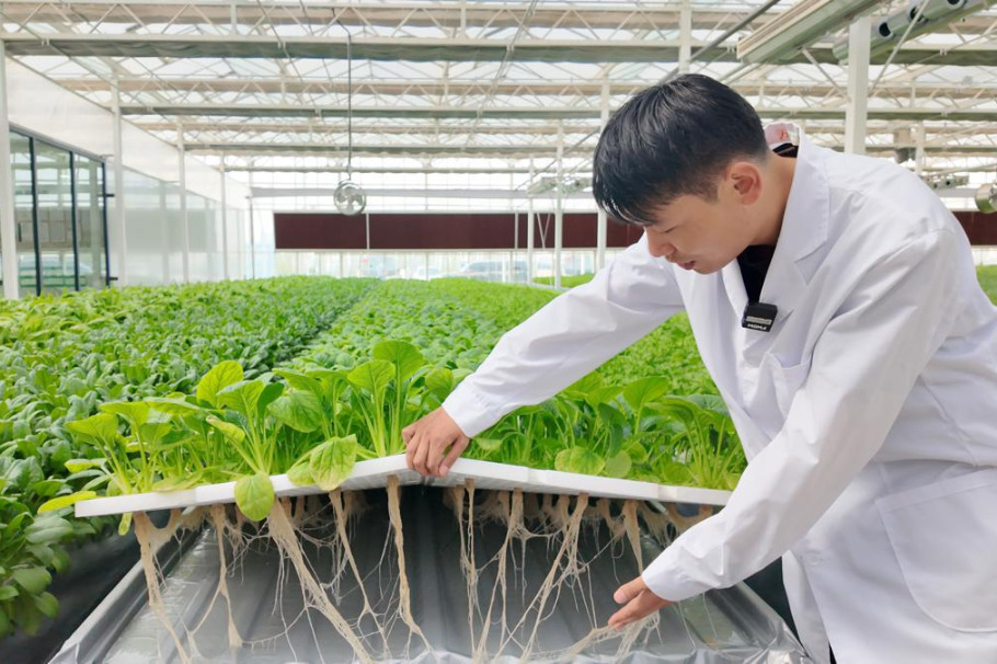 Smart agriculture nurtures collective prosperity in southern Xinjiang