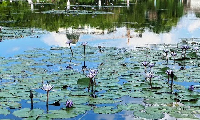 Water lilies in full bloom at Guilin Taohuahujing Park