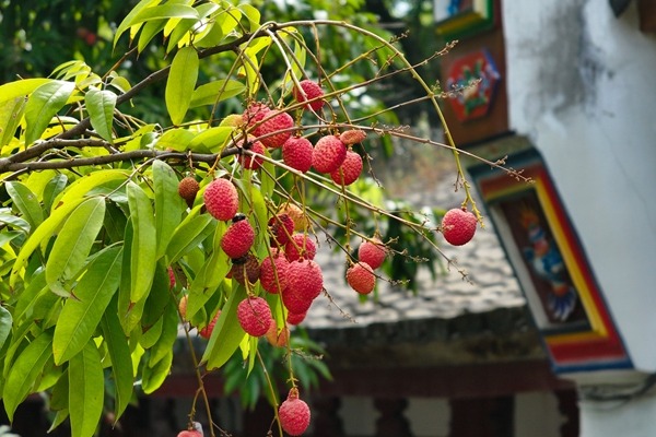 Lychee-laced summer charms folks at Fuzhou's Xichan Temple
