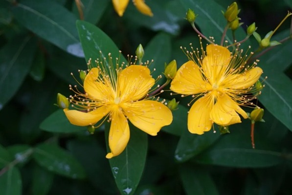 A golden surprise among Kuliang's summer flowers