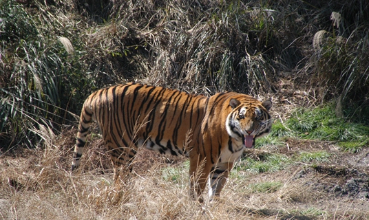New home for South China tigers, as biggest rewilding base opens