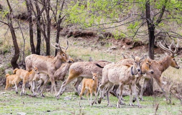 Hohhot section of Daqing Mountain sees revived ecosystem