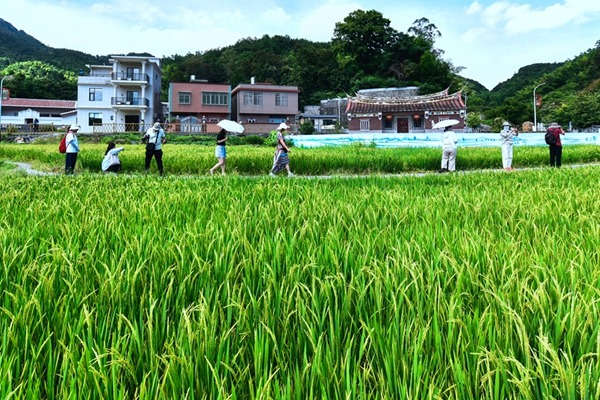 In pics: Rice fields taking on vibrant hues in Xiamen, SE China's Fujian