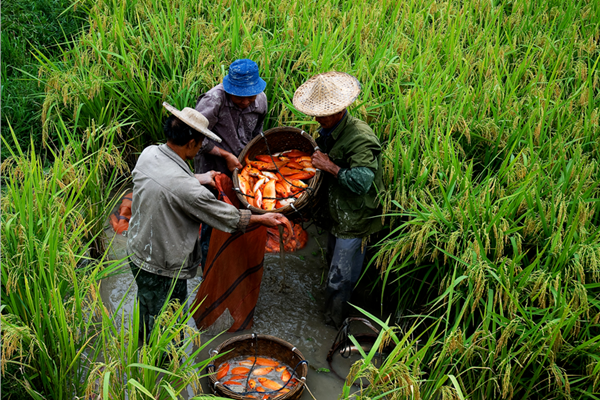 Lishui's rice-fish co-culture system offers timeless green legacy