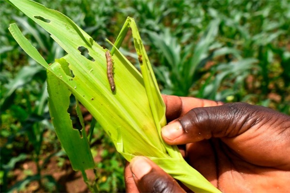 China-backed pest control boosts yields