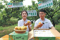 Grassroots anchors push sales of Baishui apricots