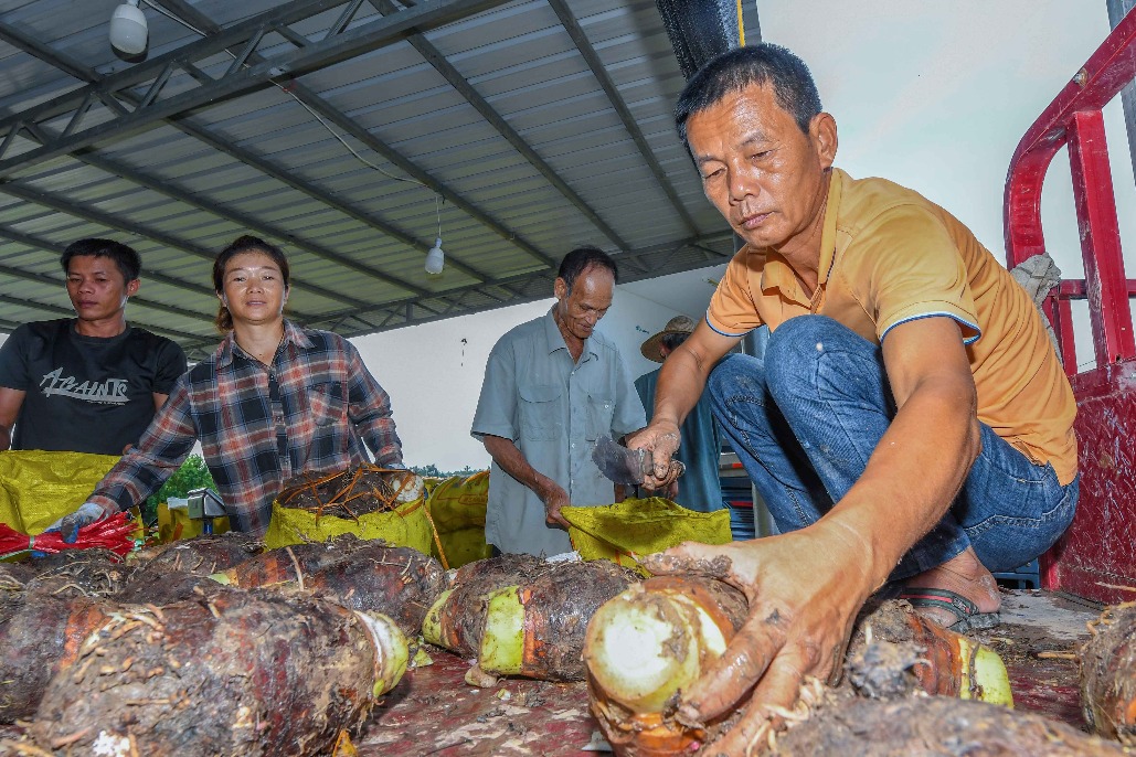Humble root crop becomes vital industry in Haikou village