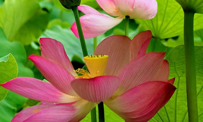 Xishan Park lotus exhibition opens with charming blossoms