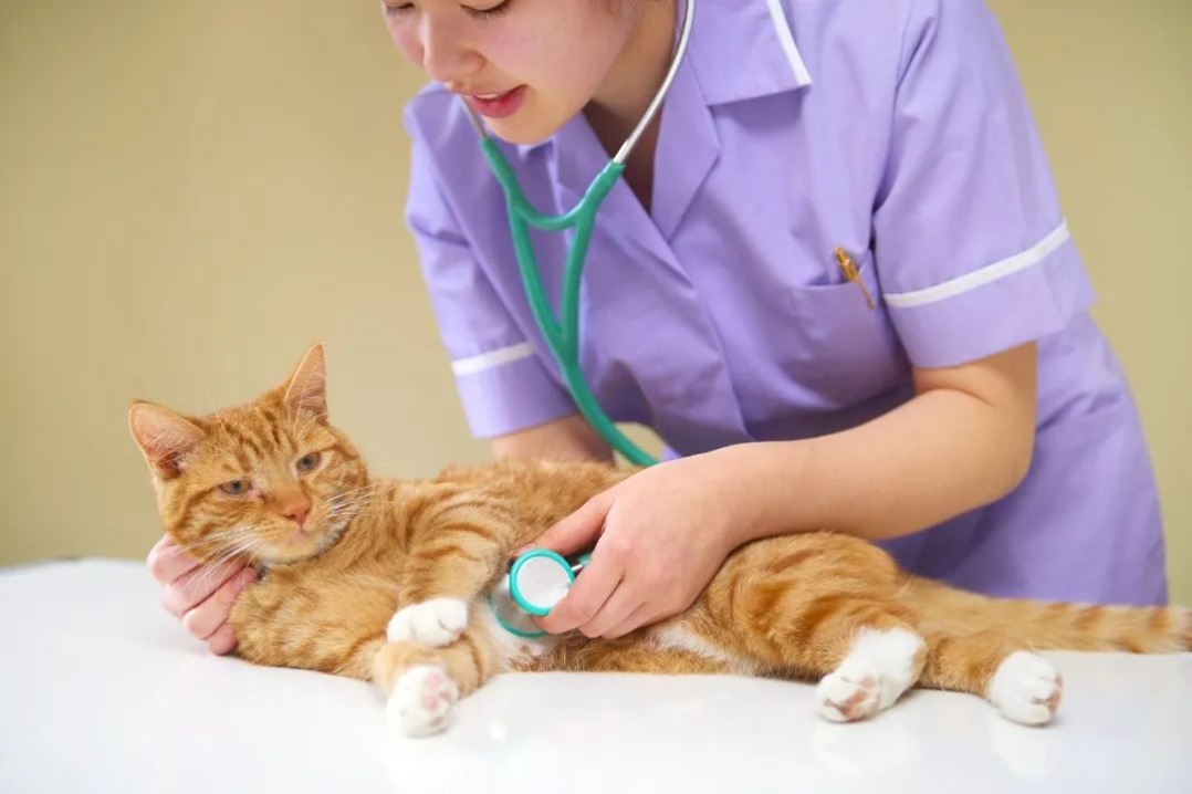 China's first 4-year 'pet' undergraduate program launched