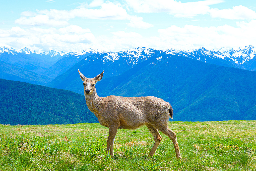 Study uncovers role of gut microbiome for cervids on Qinghai-Tibet Plateau