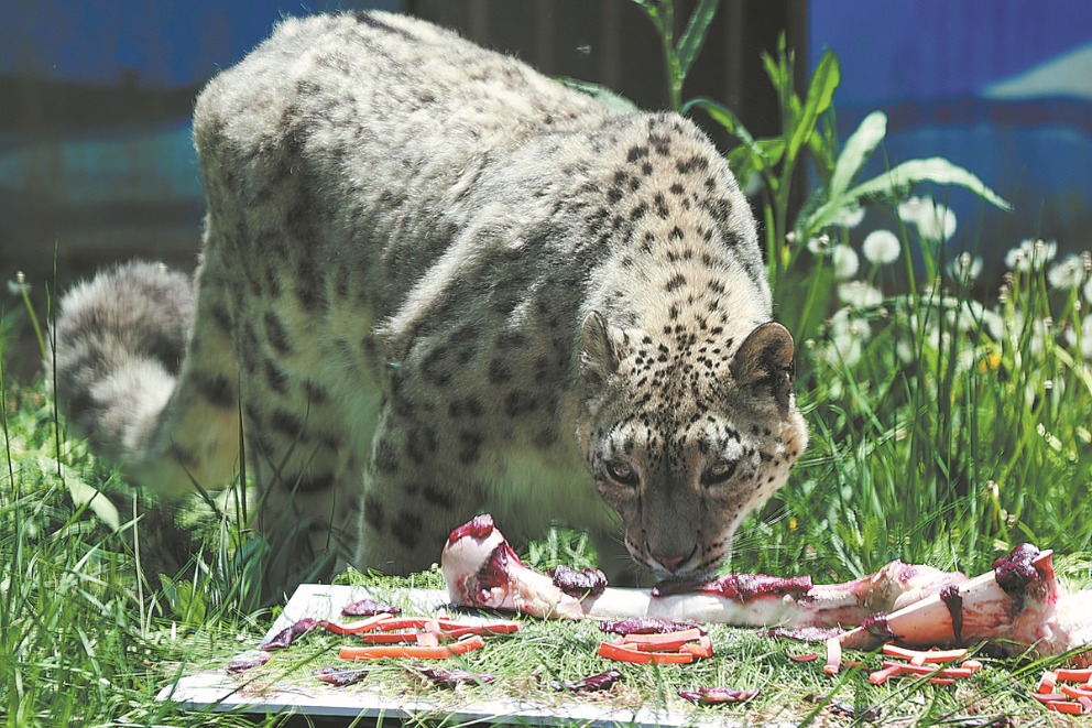 Snow leopard's birthday shows China's efforts in biodiversity conservation