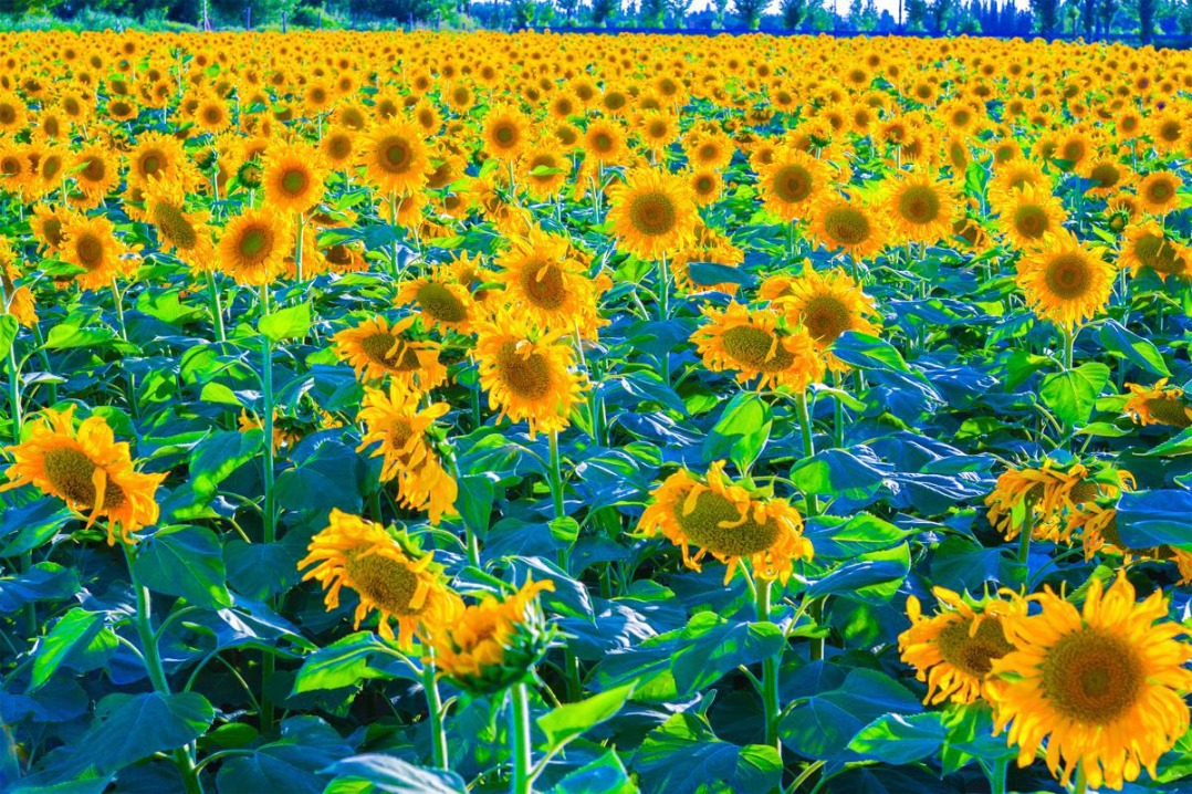 Golden sunflowers blanket Dunhuang fields in Gansu
