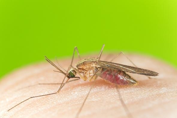 Chikungunya virus infects nearly 2,000 in Guangdong's Foshan