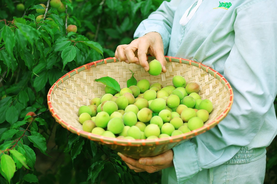 Green plums boost rural vitalization in Anhui