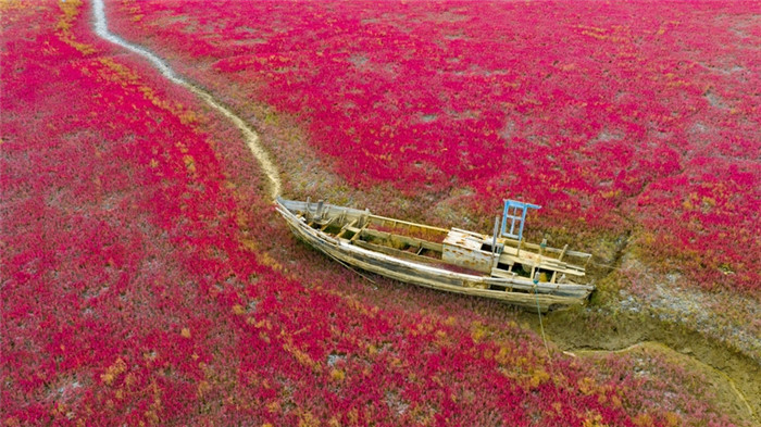Enjoy enchanting pink dreamscape in Qingdao