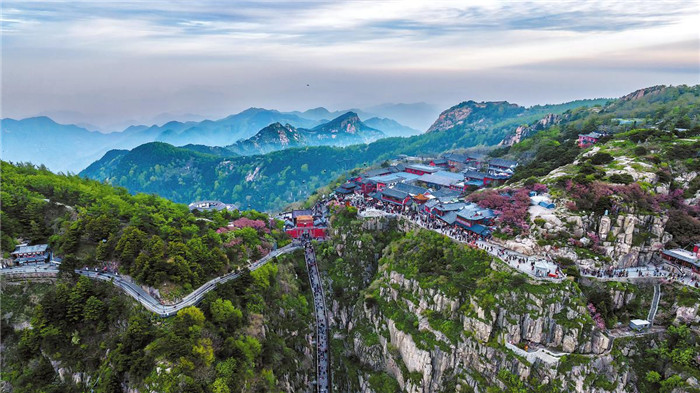 Taishan's ancient trees remain firmly rooted