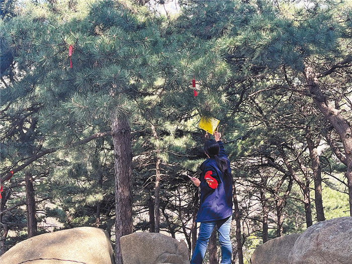 Decades of replanting forests on revered peak hides scars of war