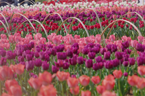 Blooming tulips bring spring romance to Quzhou