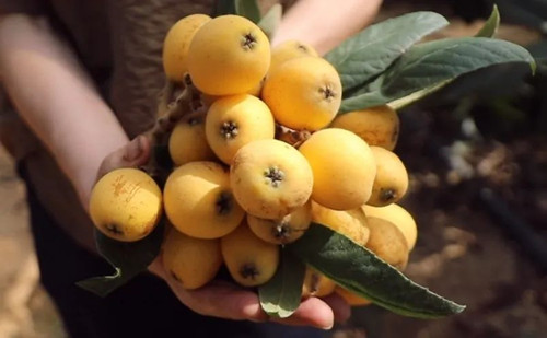 Quzhou's loquat harvest season features bustling markets