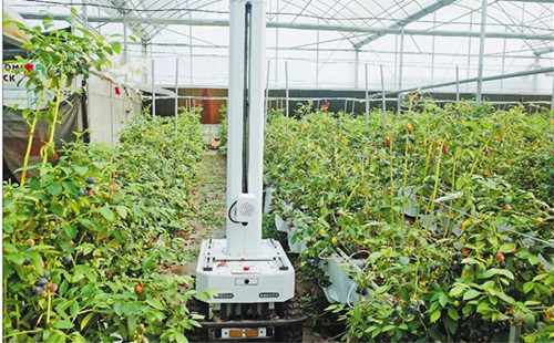 Quzhou farm pioneers agricultural innovation with AI tech
