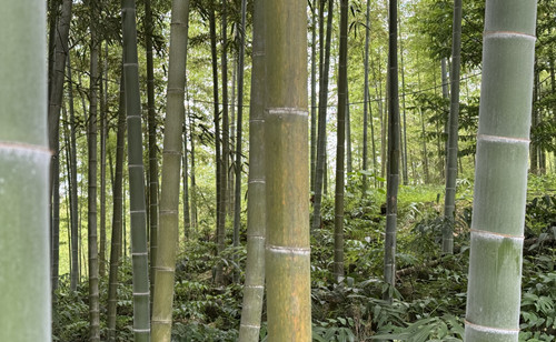Quzhou's Longyou medicinal herb cultivation brings bountiful harvest